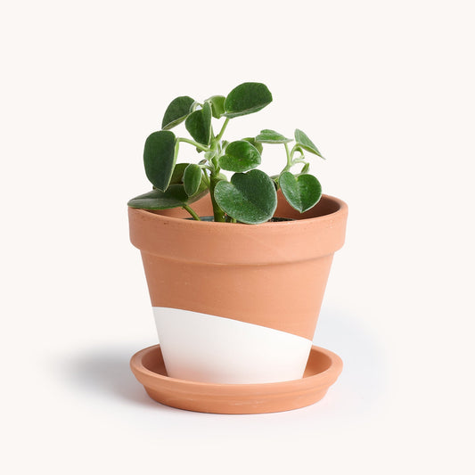 Peperomia Incana